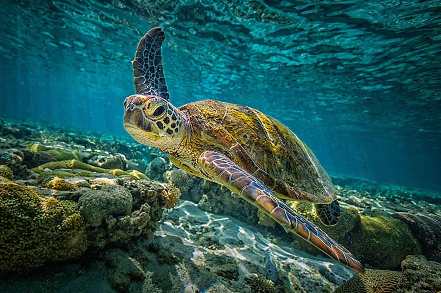 A green turtle swims through the pristine waters of the Great Barrier Reef in Queensland, Australia